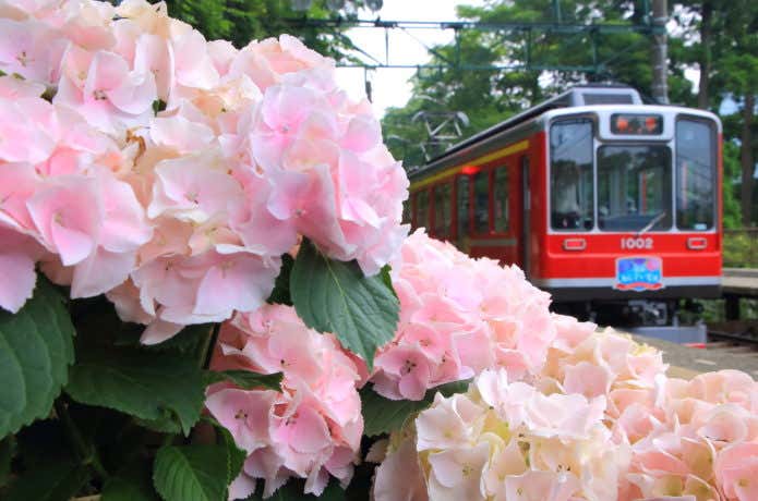 宮ノ下駅のあじさいの画像