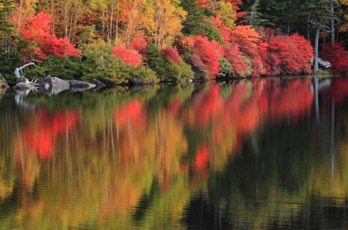 白駒池の紅葉の画像