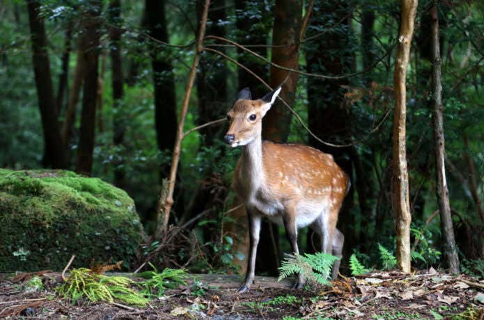 屋久島で見られるヤクジカの画像