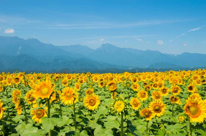 明野のひまわり畑の画像