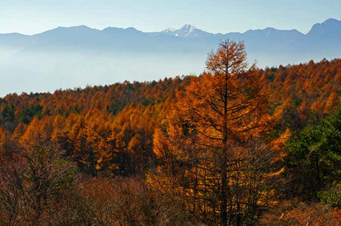 美し森の紅葉