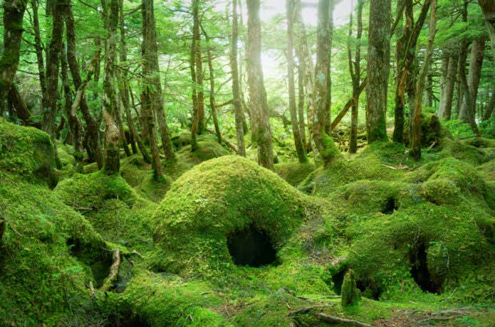 白駒池周辺の苔の森の画像