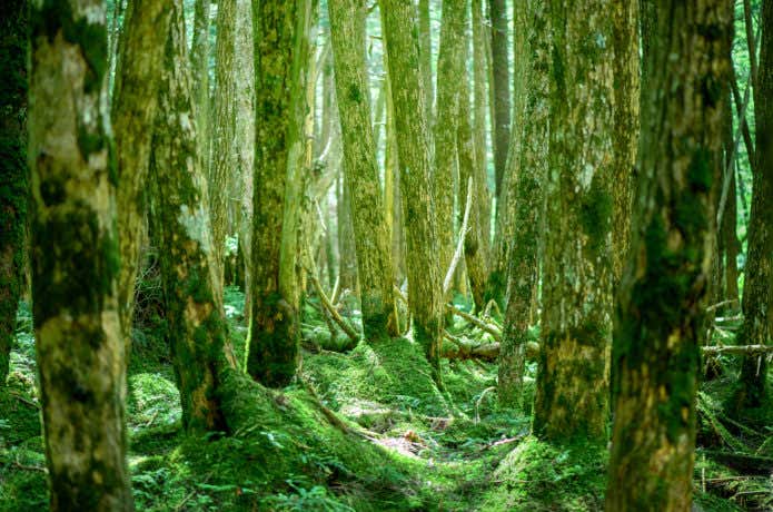 麦草峠からの登山コースで見られる苔の森の画像