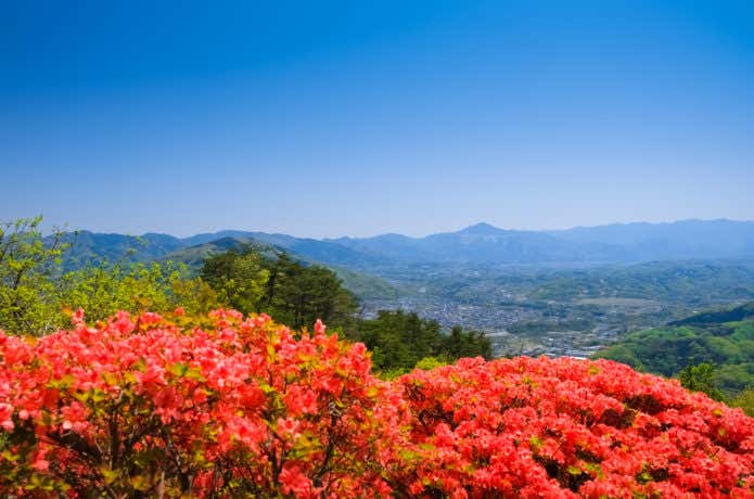宝登山山頂からの眺めとツツジ