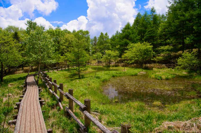 美し森トレッキングコース