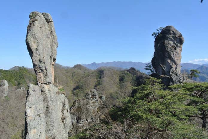 御堂赤松 岩手県産 山木 山採り 懸崖 希少 あやかっ
