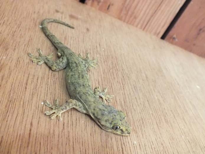屋久島で見られるヤクヤモリ