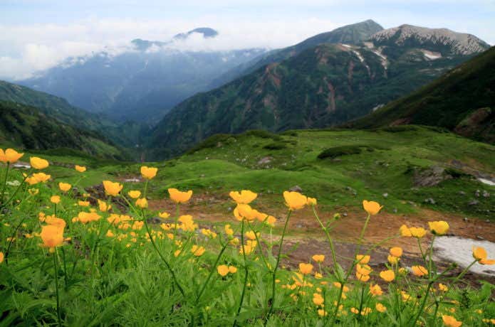 旭岳・清水岳の花