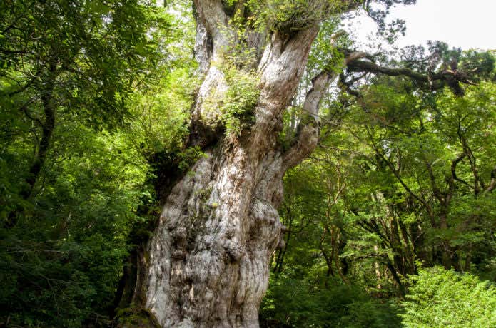 登れる世界遺産