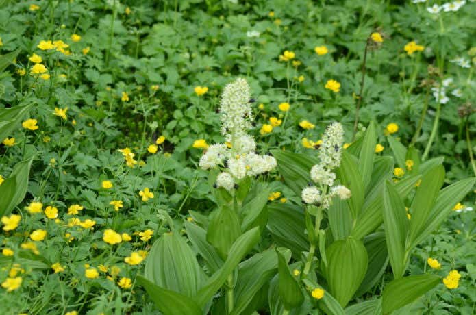 乗鞍高原で見られる花