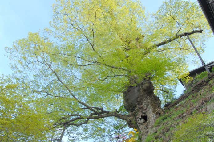 御岳山の神代ケヤキ
