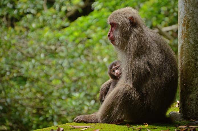 屋久島で見られるヤクシマザル