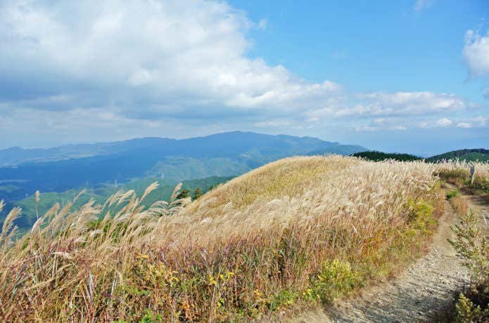 ススキの名所岩湧山のススキ