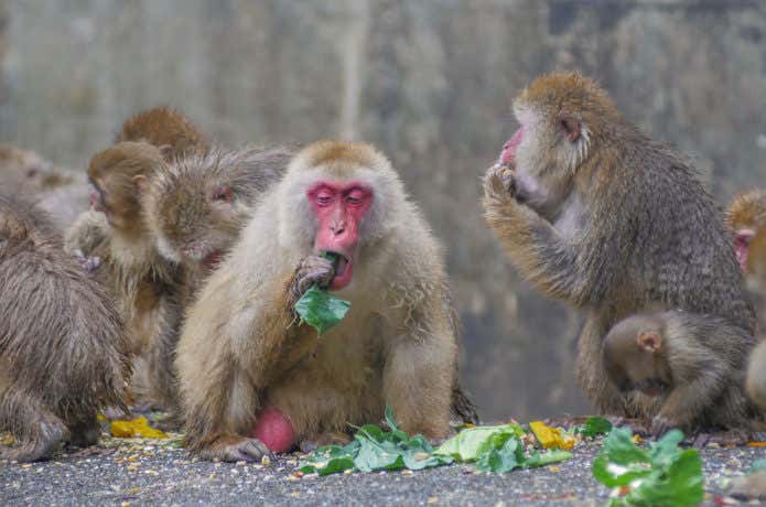 餌を食べる猿