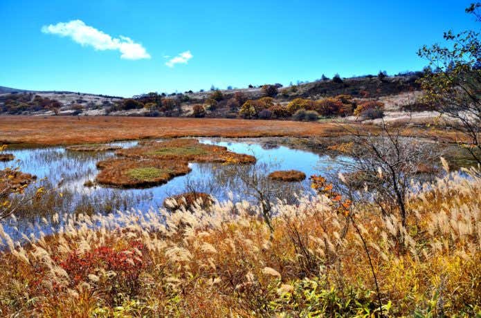 八ヶ岳の霧ヶ峰の紅葉