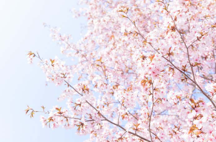 桜の画像