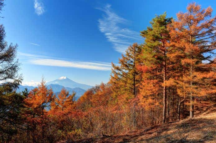 中央線鳥沢駅から行ける扇山の紅葉