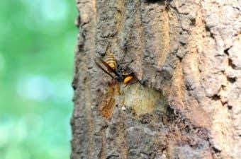 樹木に集まるスズメバチ