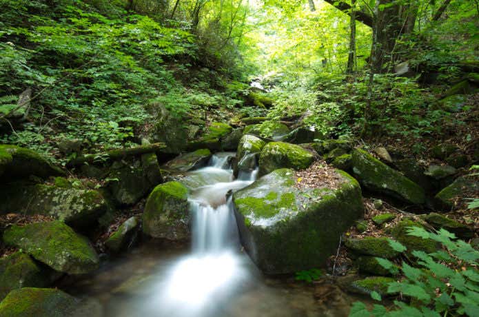 三頭山の登山道