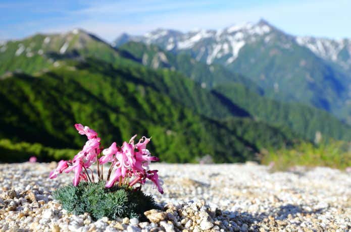 高山植物を楽しもう！山でよく見る代表的な9種類と生息地【写真付】 | YAMA HACK[ヤマハック]