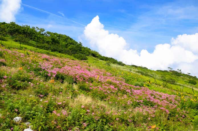 伊吹山