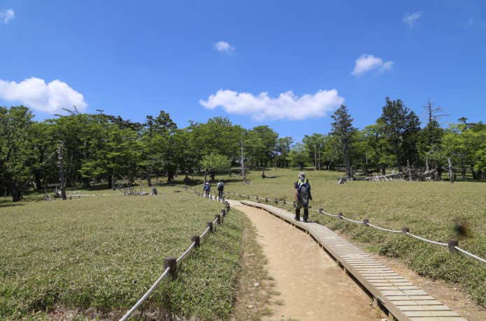 大台ケ原の正木ヶ原の画像
