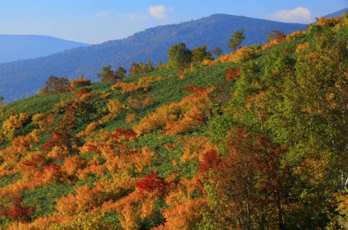八幡平の紅葉
