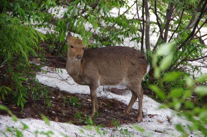 屋久島で見られるヤクジカ