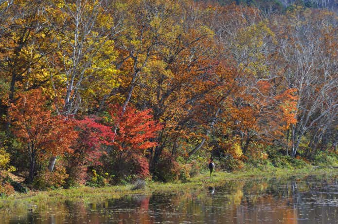 長野県の志賀高原の紅葉