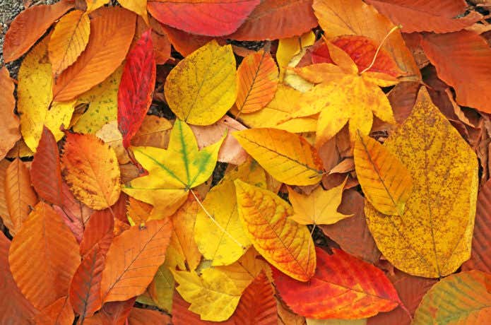 紅葉の落ち葉