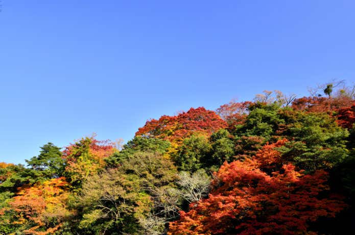 吉野山紅葉