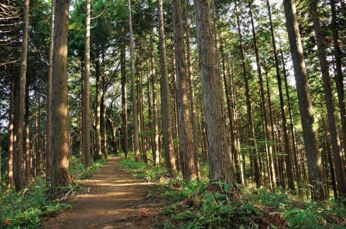 生藤山登山コース中の森林の画像