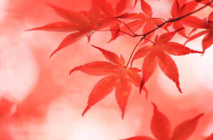 紅葉イメージ