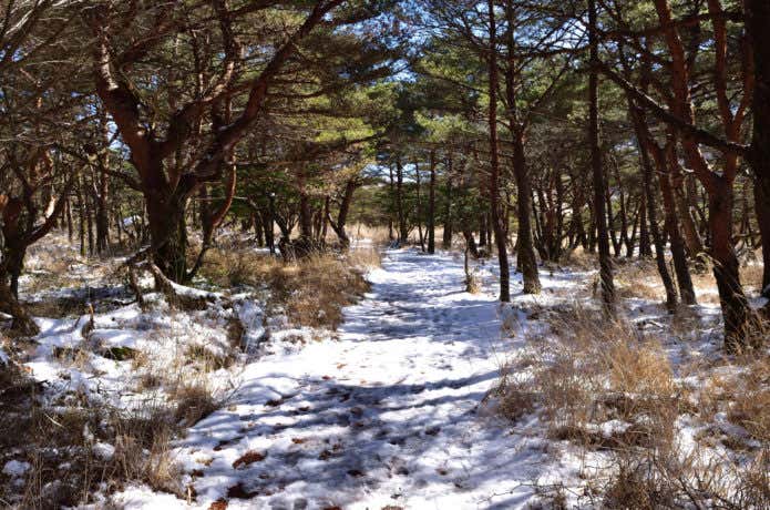えびの高原の登山道