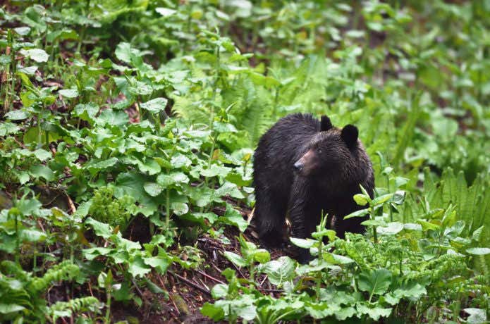 クマの画像