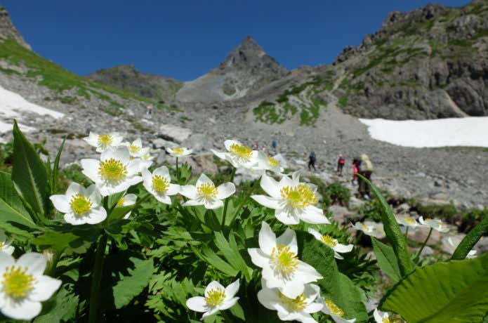 槍ヶ岳の高山植物（ハクサンイチゲ）