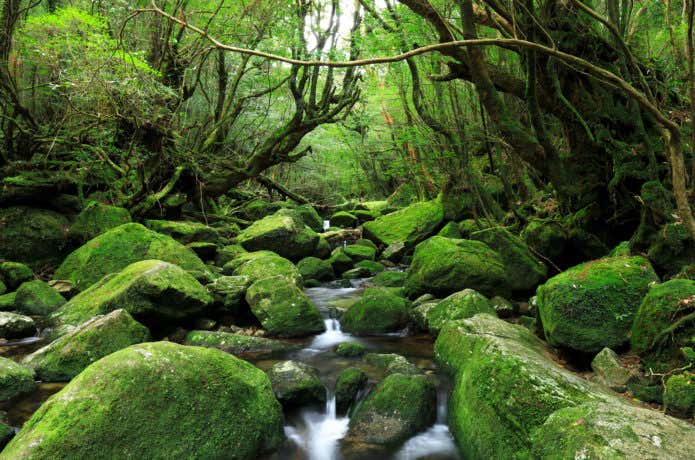 屋久島の苔むす森