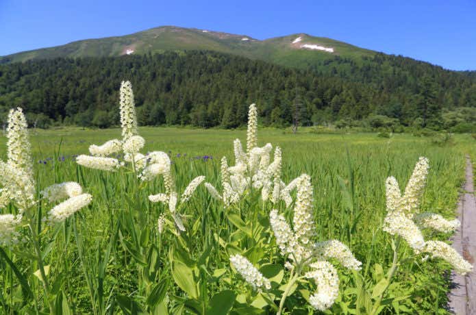 夏の至仏山と高山植物の画像