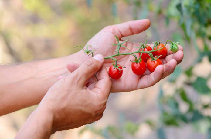 オーガニック栽培のトマト