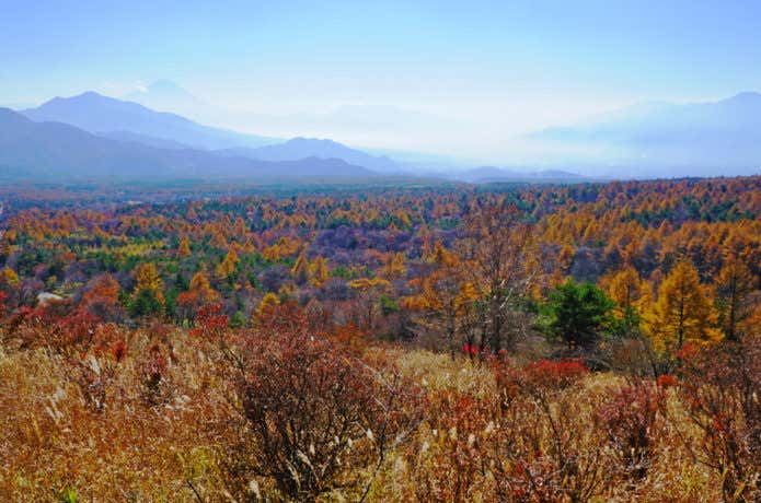晩秋の八ヶ岳 11月8日 八ヶ岳積雪と紅葉 | 花野辺ガーデンビレッジ | 長野県