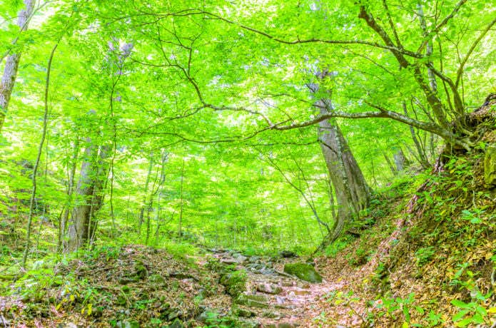 三頭山登山コース