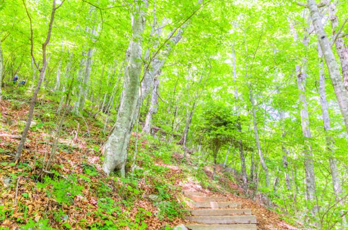 三頭山の画像