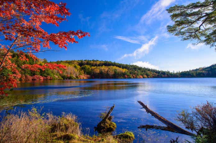 長野県の白駒池の紅葉
