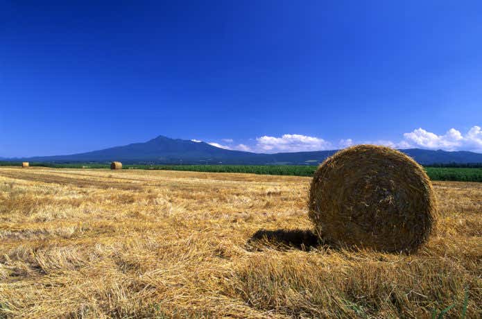 夏の斜里岳の牧草地