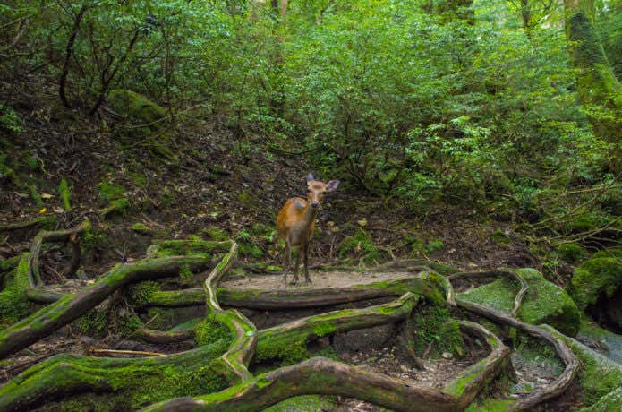 屋久島で見られるヤクジカ