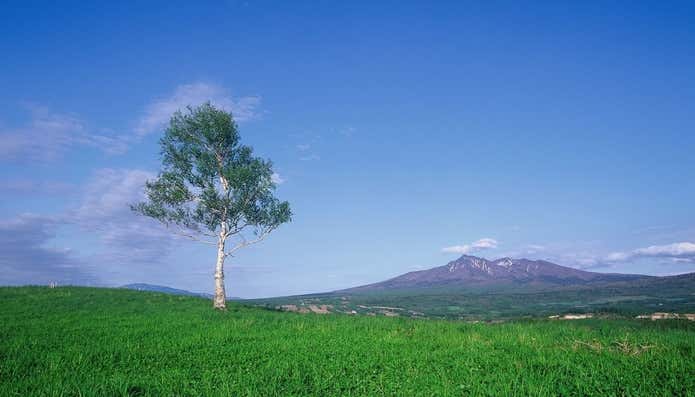 大木と斜里岳