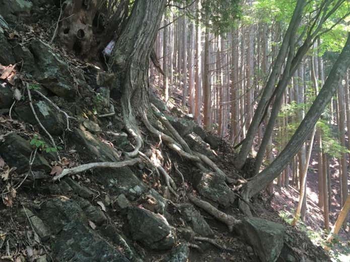 大休場尾根の傾斜