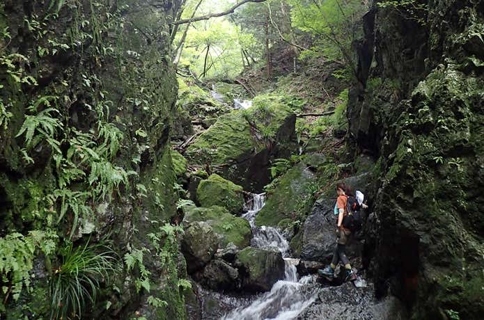 棒ノ折山登山コース中の沢に登る登山者