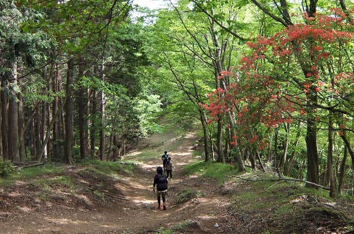 棒ノ折山登山道~川苔山