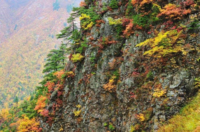 白山スーパー林道